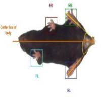 大小鼠步态行为分析系统