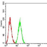 Mouse Monoclonal Antibody to CD32B