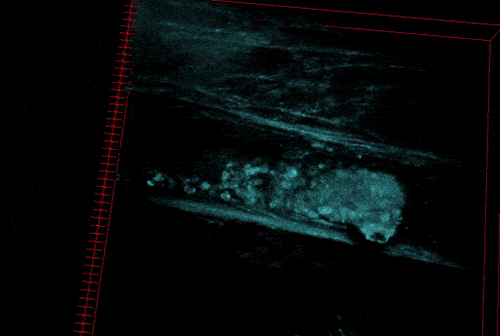 原位细胞3D切割成像平台-CellSurgeon