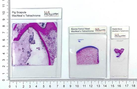 双光子3D组织切割成像系统-TissueSurgeon