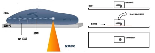 双光子3D组织切割成像系统-TissueSurgeon