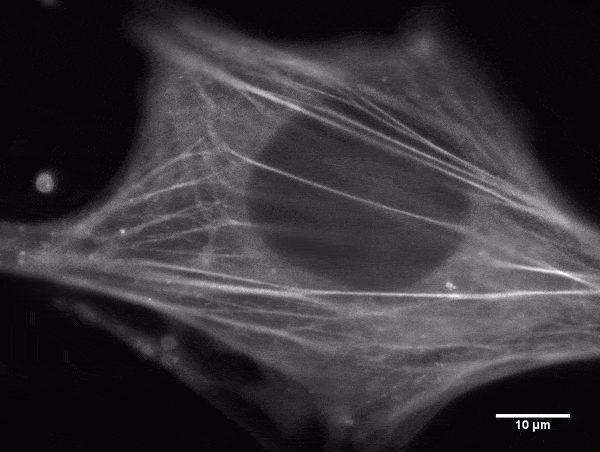 原位细胞3D切割成像平台-CellSurgeon