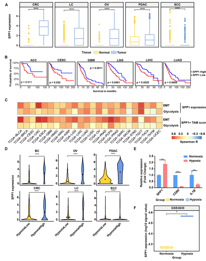 文献解读——低氧与肿瘤巨噬细胞研究