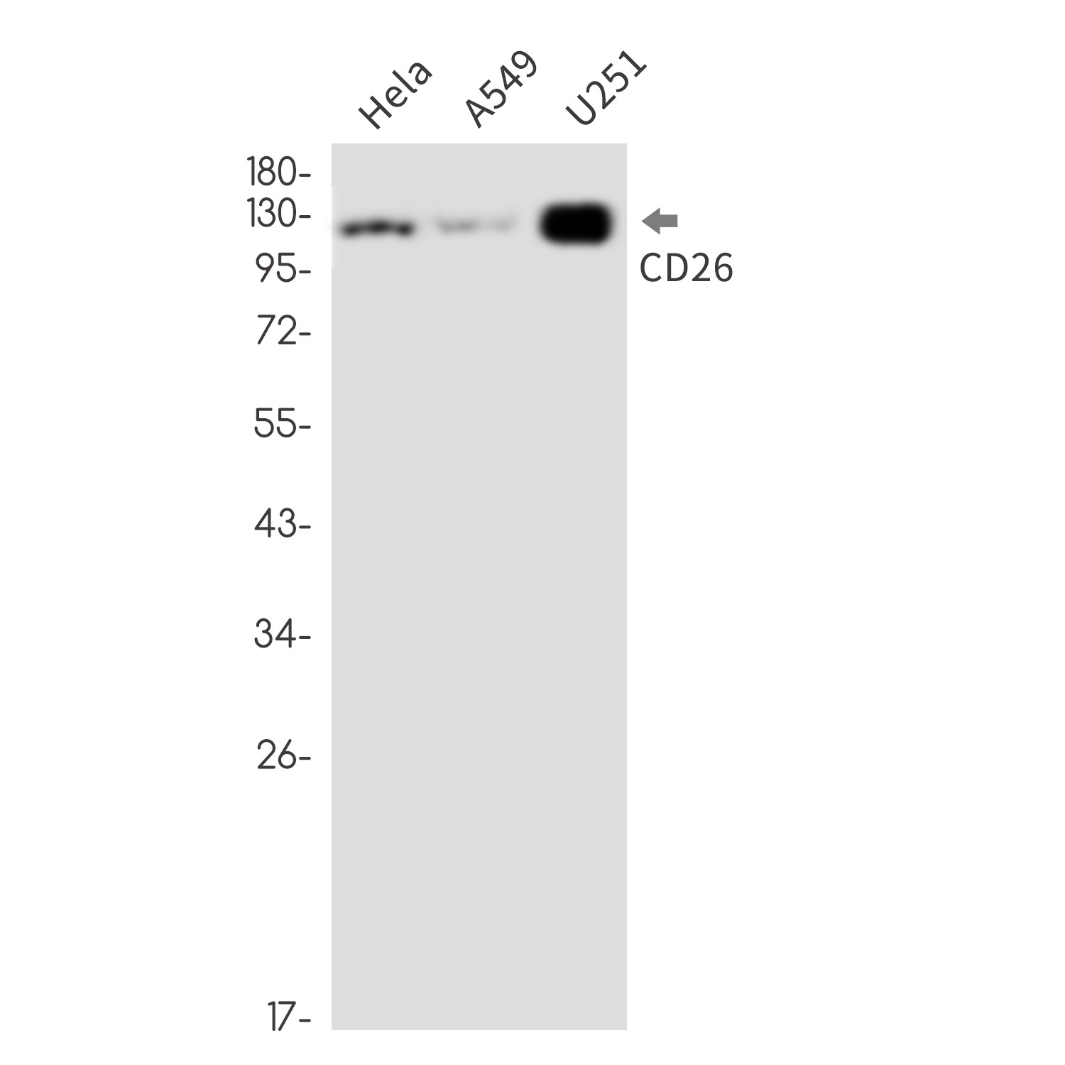 Rabbit Monoclonal Antibody to 