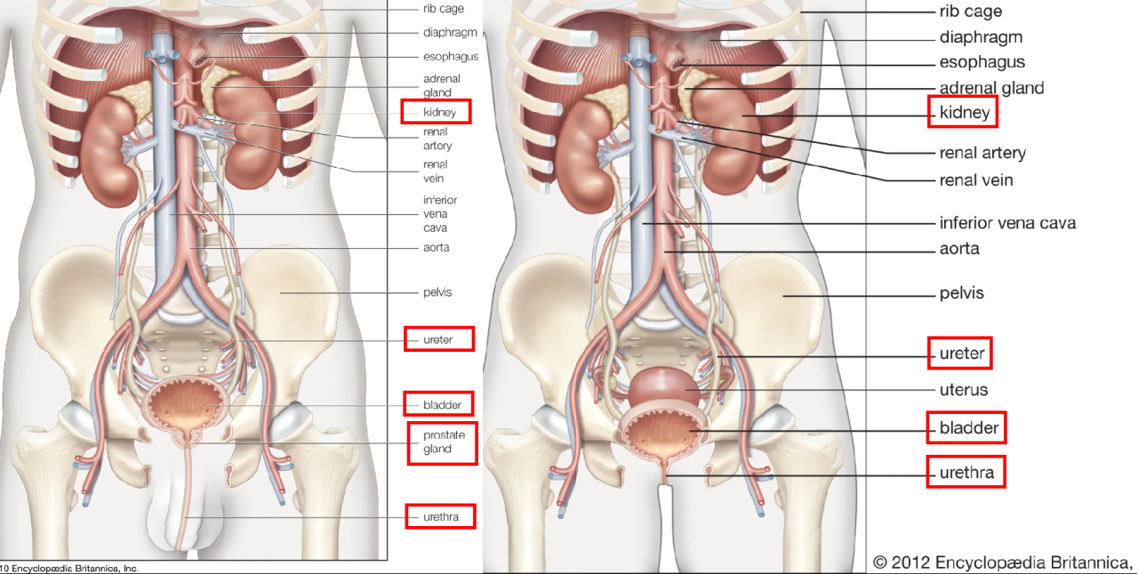 AAV在泌尿系统组织中的靶向递送策略——前列腺和膀胱