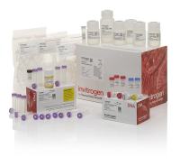 Thermo,764551KT,POLY(A) TAIL-LENGTH ASSAY KIT KIT