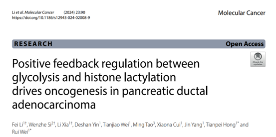 IF=27.7丨糖酵解和组蛋白乳酸化之间的正反馈调节驱动PDAC的发展