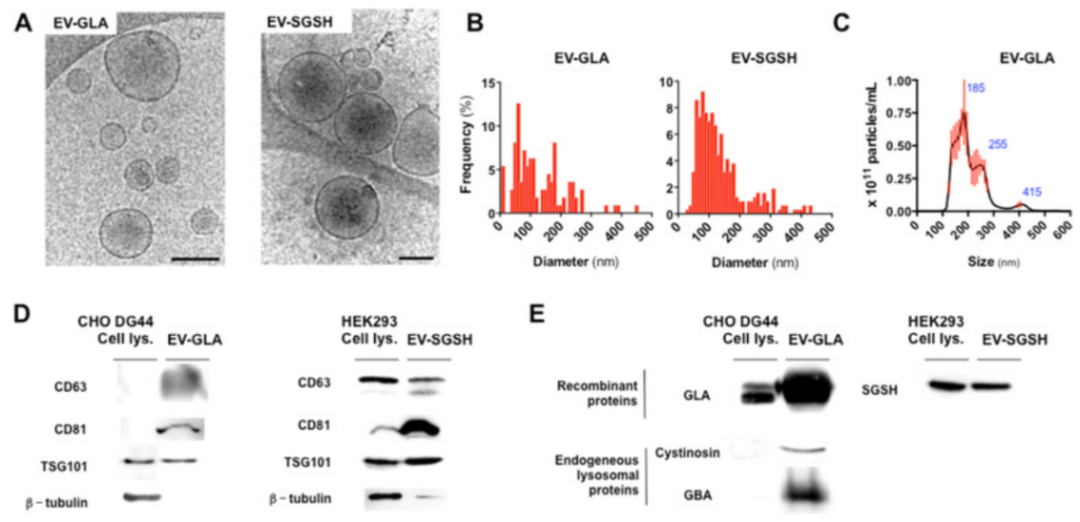 外泌体蛋白负载服务|蛋白膜内外工程化装载/靶向递送|酶和蛋白
