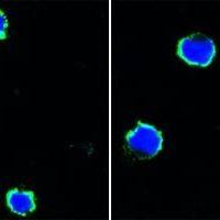 Mouse Monoclonal Antibody to CD40