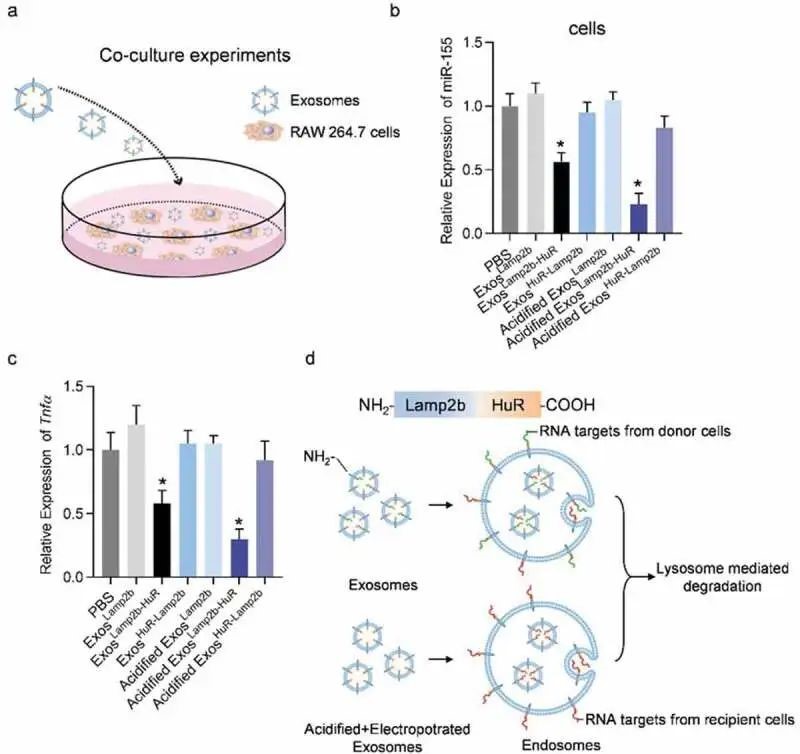 外泌体蛋白负载服务|蛋白膜内外工程化装载/靶向递送|酶和蛋白