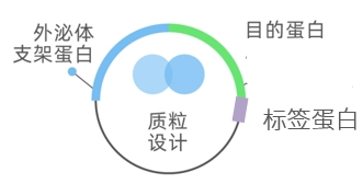 外泌体蛋白负载服务|蛋白膜内外工程化装载/靶向递送|酶和蛋白