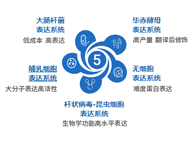 Recombinant Human NFYA