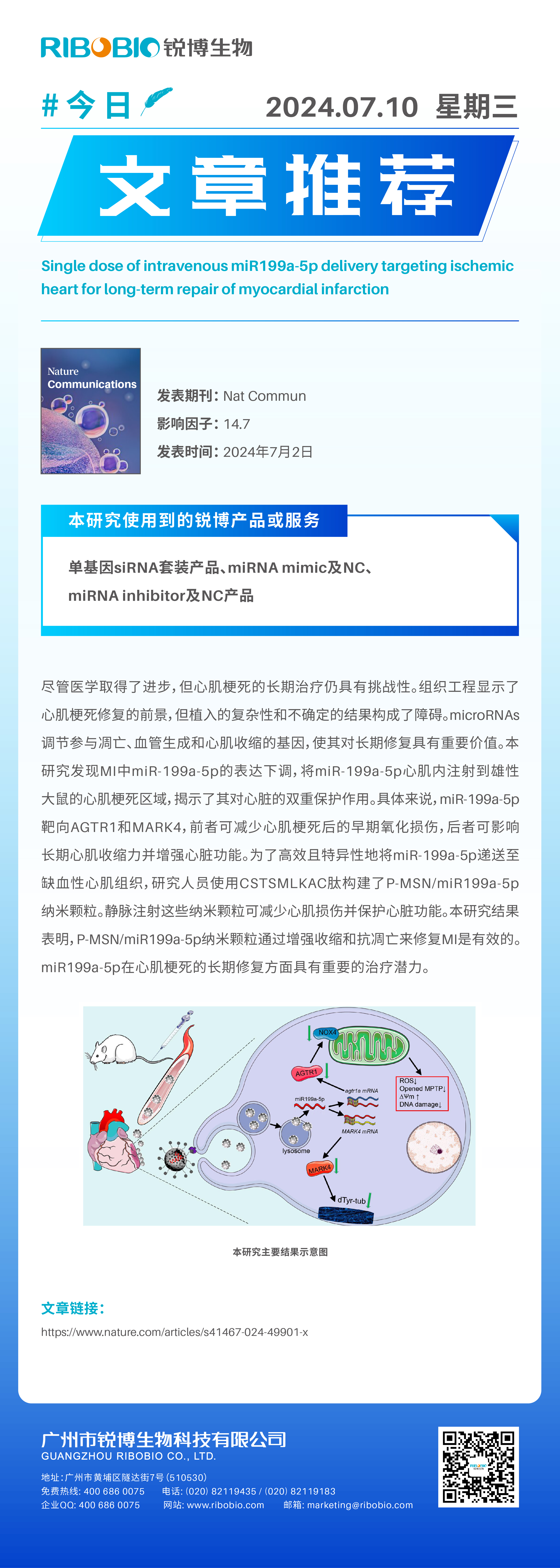 今日文章推荐（IF14.7）丨针对缺血性心脏的单剂量静脉注射 miR199a-5p 可用于心肌梗死的长期修复
