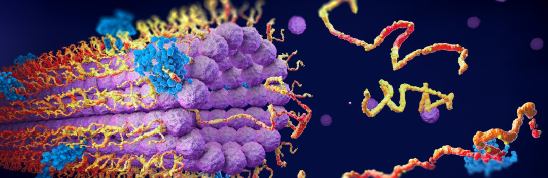 【biorbyt 技术】蛋白质磷酸化如何检测？