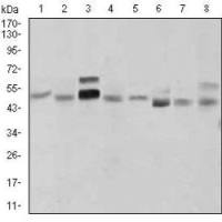 Mouse Monoclonal Antibody to SHH