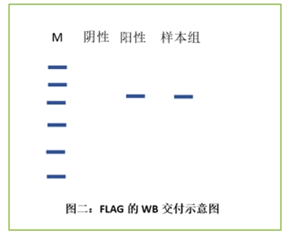 外泌体蛋白负载服务|蛋白膜内外工程化装载/靶向递送|酶和蛋白