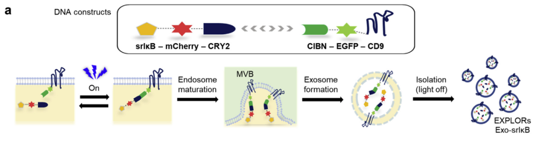 外泌体蛋白负载服务|蛋白膜内外工程化装载/靶向递送|酶和蛋白