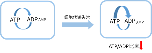 Elabscience_ATP/ADP比值化学发光法测试盒：精准捕捉细胞活力状态！ 