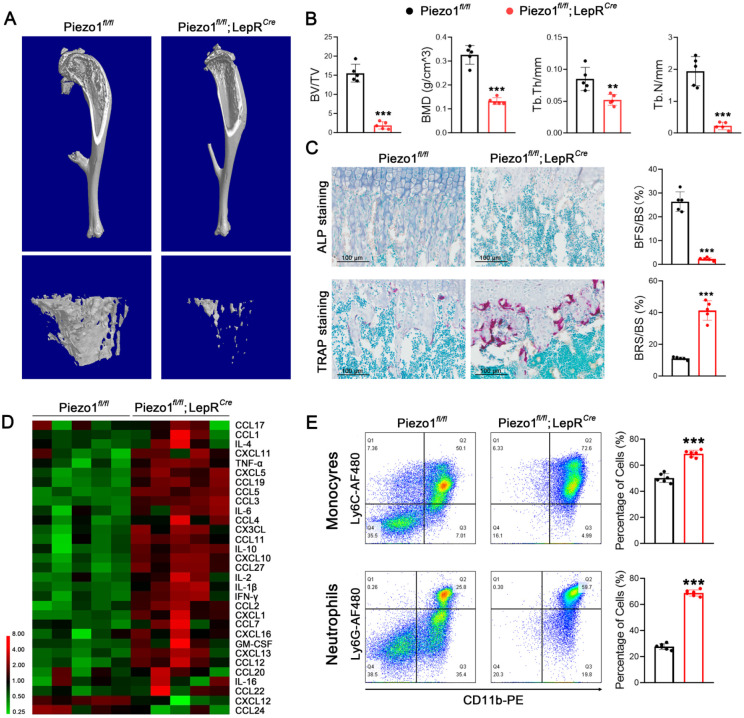 LabEx Luminex平台助力探索基于干细胞的预防废用性骨质疏松症新疗法