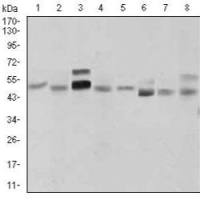 Mouse Monoclonal Antibody to SHH