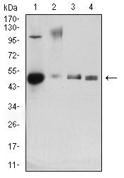 Mouse Monoclonal Antibody to C