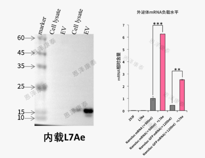 外泌体蛋白负载服务|蛋白膜内外工程化装载/靶向递送|酶和蛋白