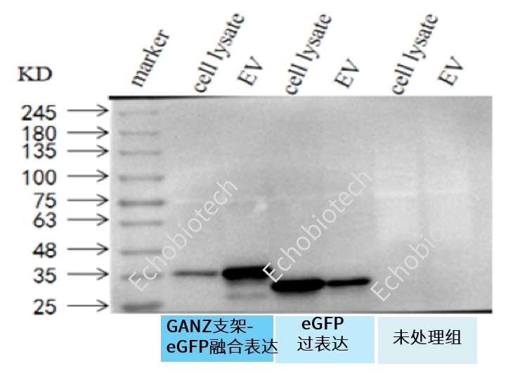 外泌体蛋白负载服务|蛋白膜内外工程化装载/靶向递送|酶和蛋白