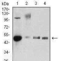 Mouse Monoclonal Antibody to CD34