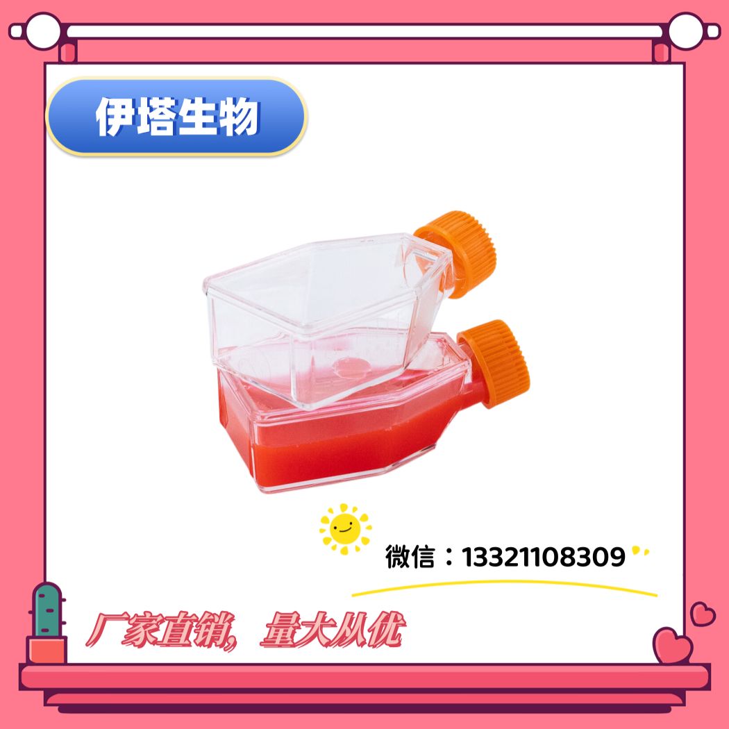 人整合SV40基因的乳腺上皮细胞系;HBL-100细胞/STR鉴定