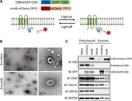 外泌体蛋白负载服务|蛋白膜内外工程化装载/靶向递送|酶和蛋白