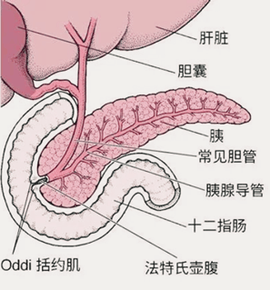 Elabscience靶标解读|胰腺癌生物标志物的全面盘点与研究进展 