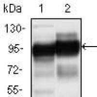 Mouse Monoclonal Antibody to CD44