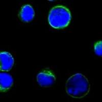 Mouse Monoclonal Antibody to CD80