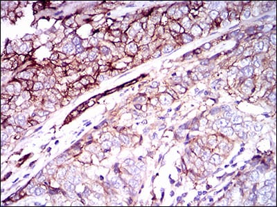 Mouse Monoclonal Antibody to C
