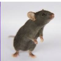 rTg4510小鼠 | AD模型