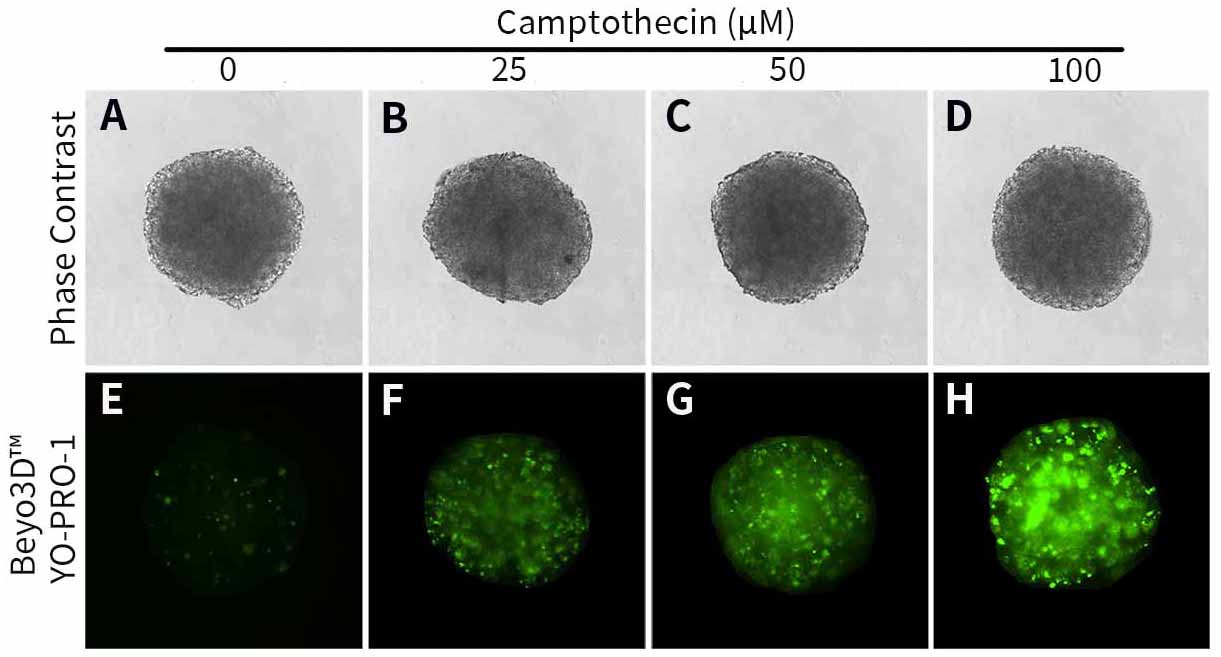 Beyo3D™ YO-PRO-1染色液