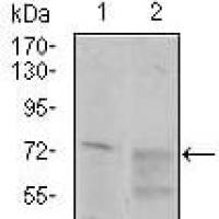 Mouse Monoclonal Antibody to CD55