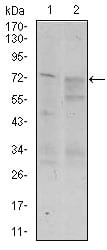 Mouse Monoclonal Antibody to C