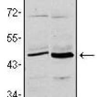 Mouse Monoclonal Antibody to CD86