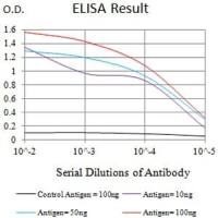 Mouse Monoclonal Antibody to CD83