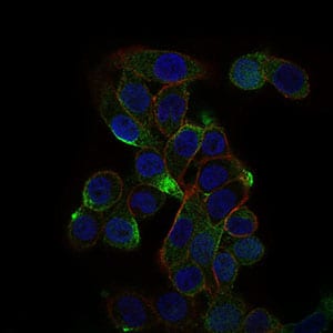 Mouse Monoclonal Antibody to C