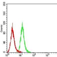 Mouse Monoclonal Antibody to CD63