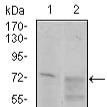 Mouse Monoclonal Antibody to CD55