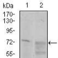 Mouse Monoclonal Antibody to CD55