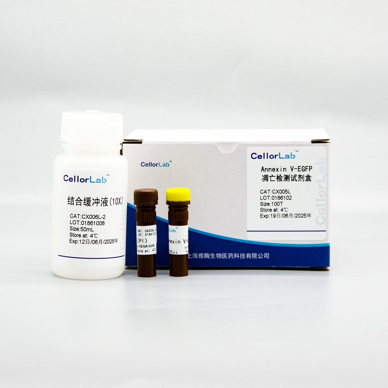 CX005L Annexin V-EGFP/PI凋亡检测试剂盒
