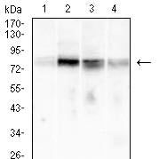 Mouse Monoclonal Antibody to CD79A
