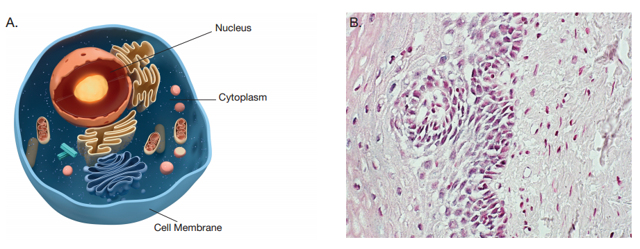 应用新型LoopRNA™技术对FFPE组织样品中的核酸靶点的时空定位