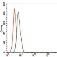 Mouse Monoclonal Antibody to CD59