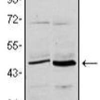 Mouse Monoclonal Antibody to CD86