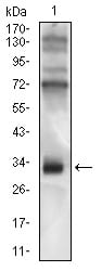 Mouse Monoclonal Antibody to C